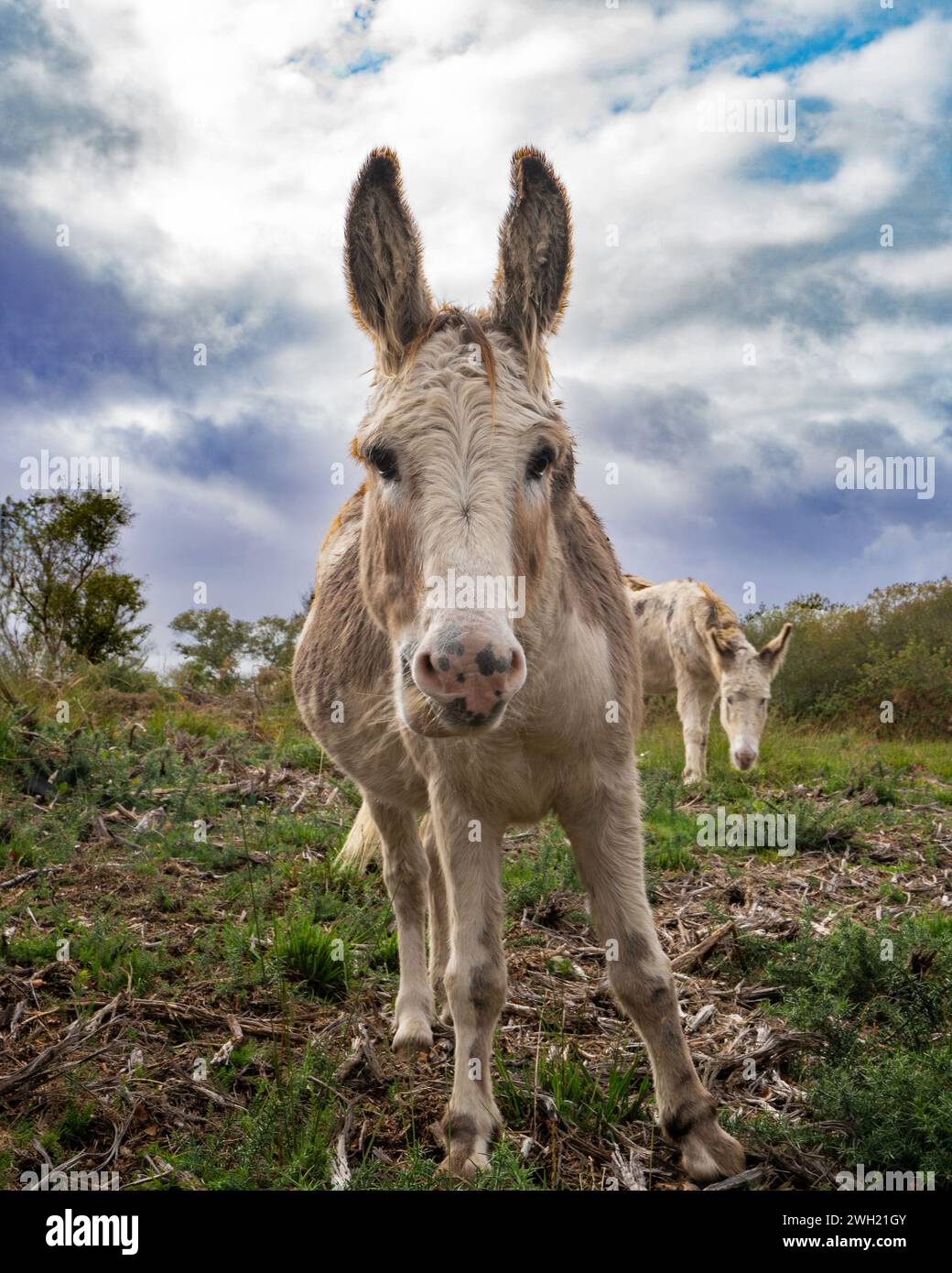 Donkey-Equus asinus dans un champ près de Arne, Dorset, Angleterre, Royaume-Uni Banque D'Images