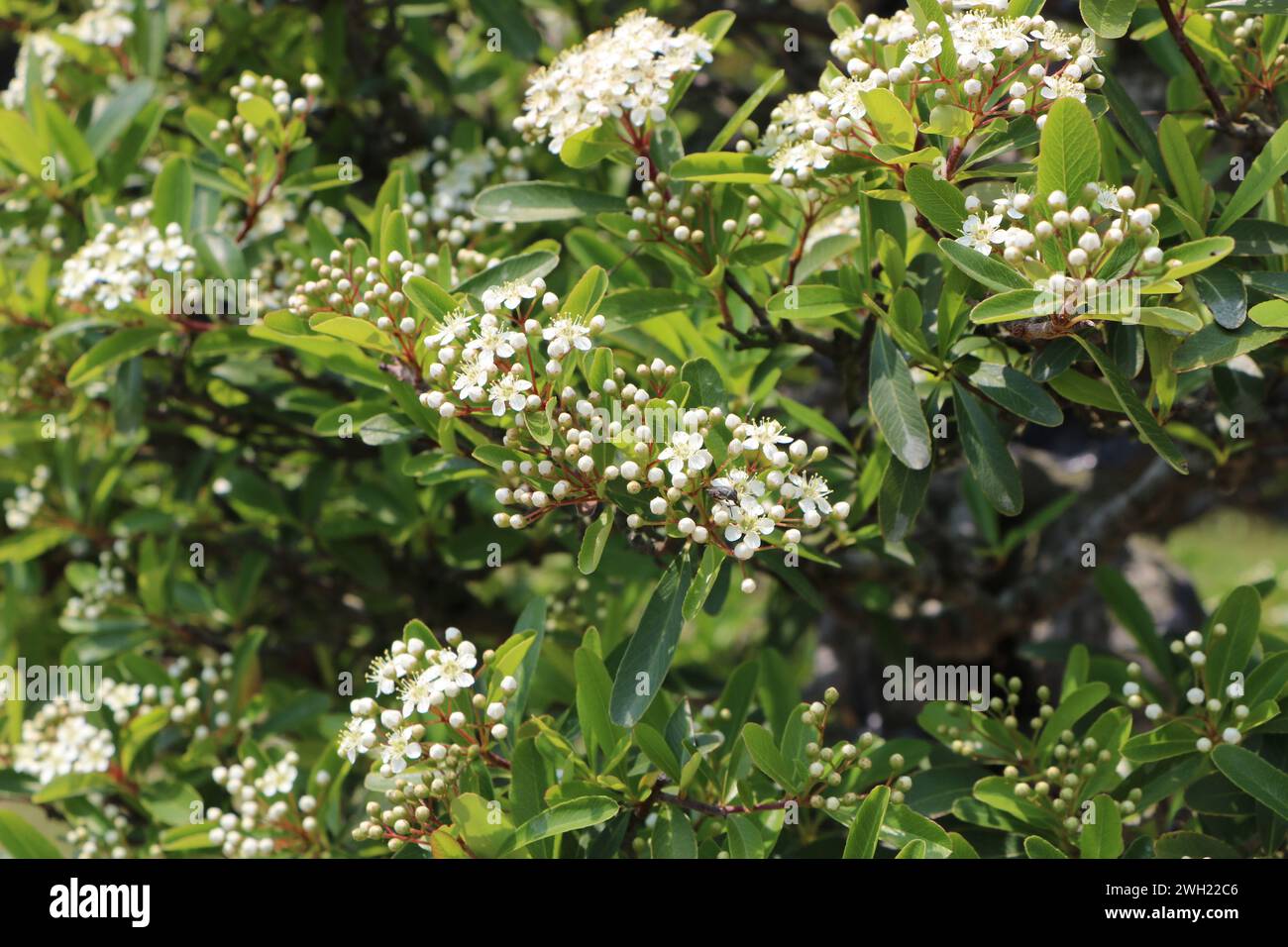 Arbre Bonsaï à fleurs blanches sur l'île de Jeju, Corée du Sud Banque D'Images