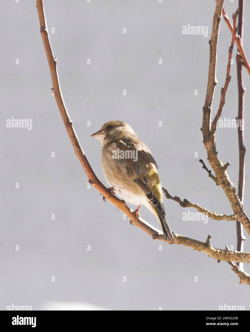 GREENFINCH EUROPÉEN Chloris Chloris Banque D'Images