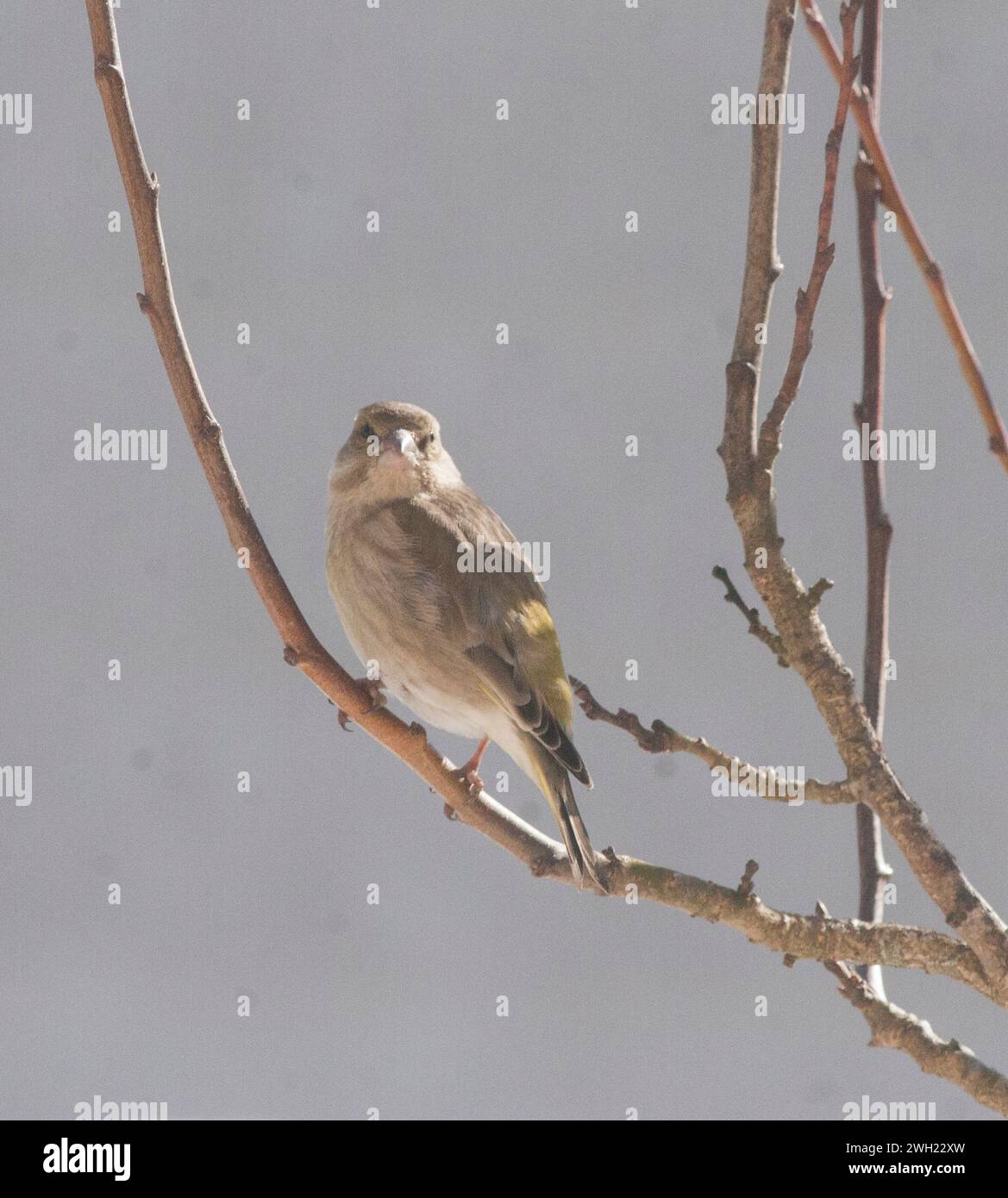 GREENFINCH EUROPÉEN Chloris Chloris Banque D'Images
