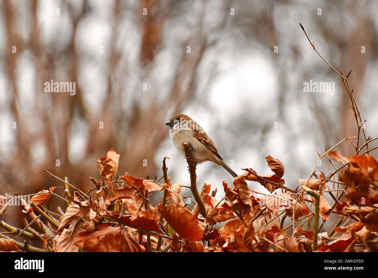 Oiseau posé sur un arbre Banque D'Images