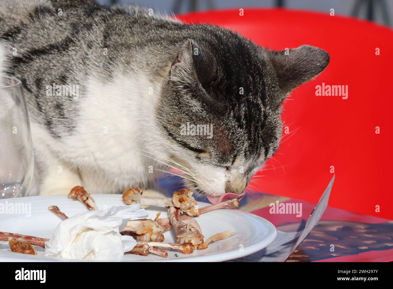 Un chat errant mangeant dans la terrasse d'un restaurant les restes de nourriture des touristes Banque D'Images