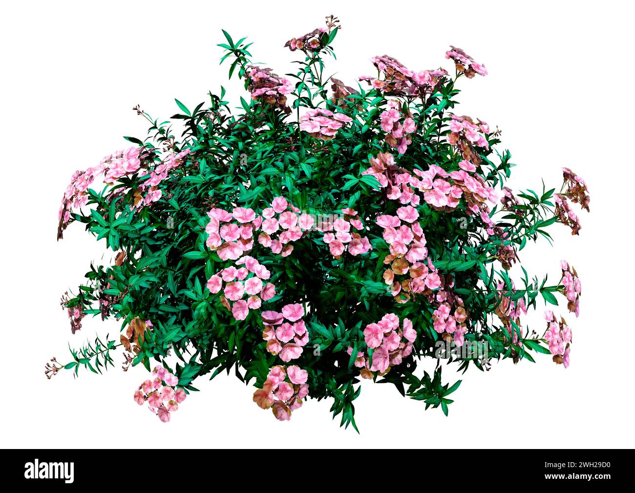 Le rendu 3D d'un blooming Nerium oleander bush isolé sur fond blanc Banque D'Images