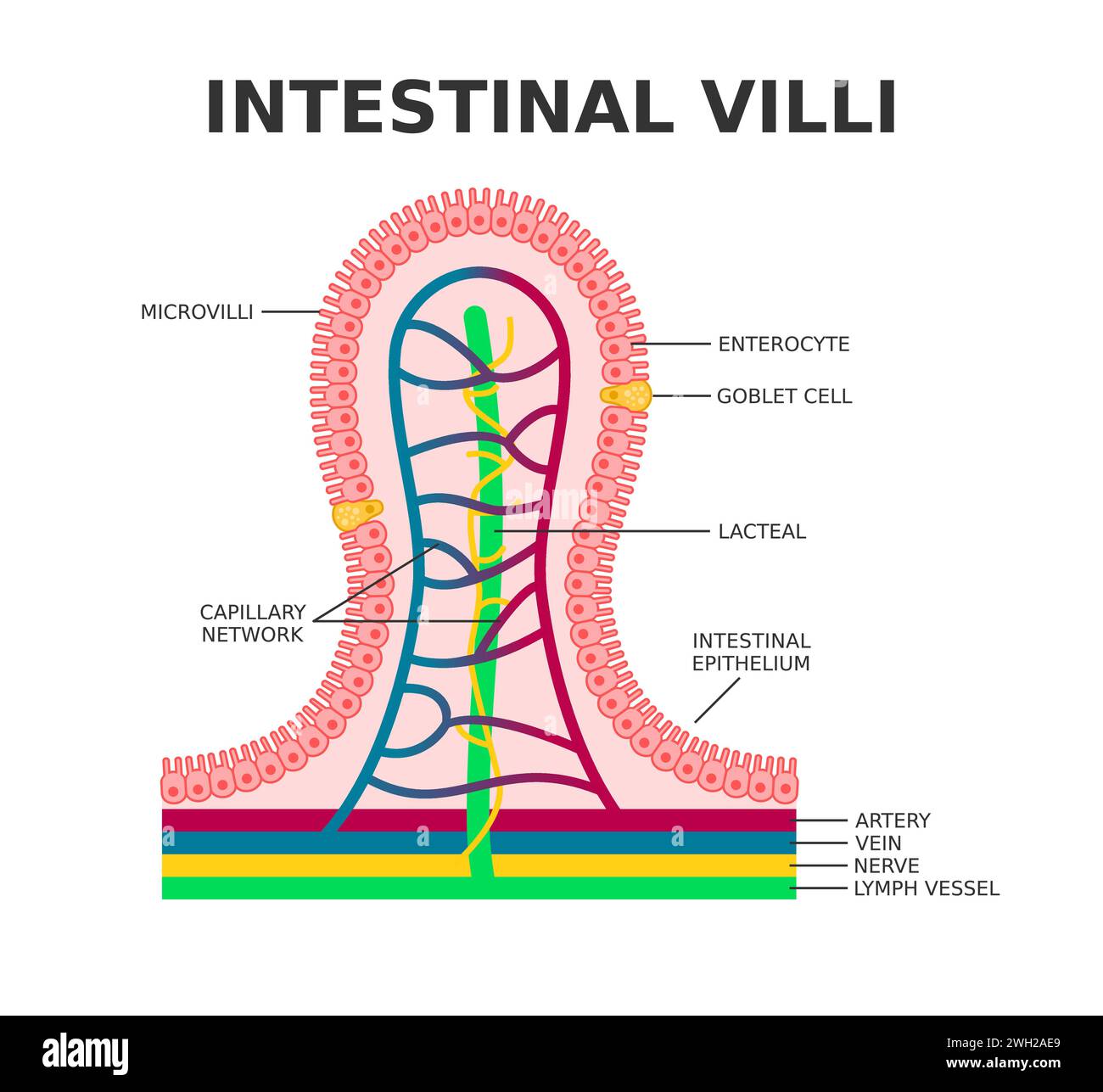 Villosités intestinales. Microvillosités. L'épithélium intestinal. Les villosités absorbent les nutriments de la nourriture. Cellules épithéliales intestinales à réseau capillaire. Vecteur Illustration de Vecteur