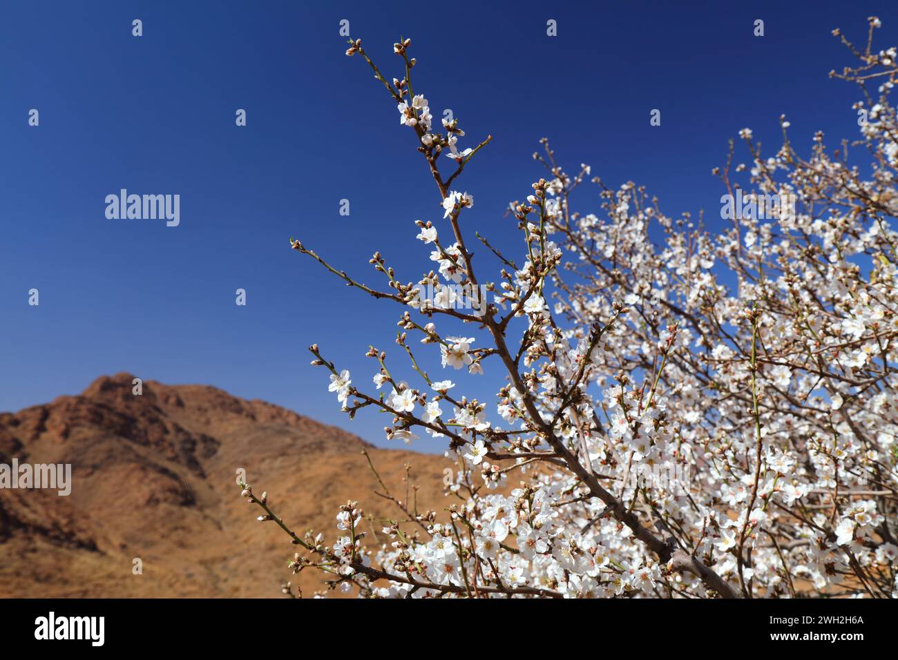 Amandiers en fleurs dans les montagnes de l'anti-Atlas près de Tafraoute, Maroc. Fleurs d'amande au printemps au Maroc. Banque D'Images