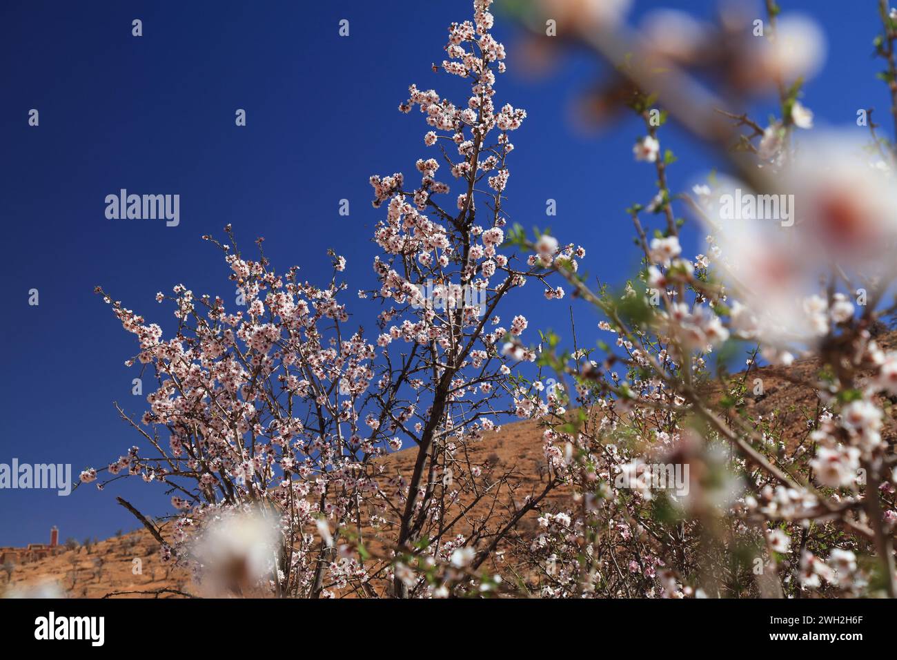 Amandiers fleuris dans les montagnes anti-Atlas près de Tafraout, Maroc. Le printemps, les amandiers fleurissent au Maroc. Banque D'Images