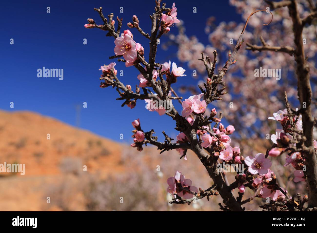 Amandiers en fleurs dans les montagnes de l'anti-Atlas près de Tafraoute, Maroc. Fleurs d'amande au printemps au Maroc. Banque D'Images