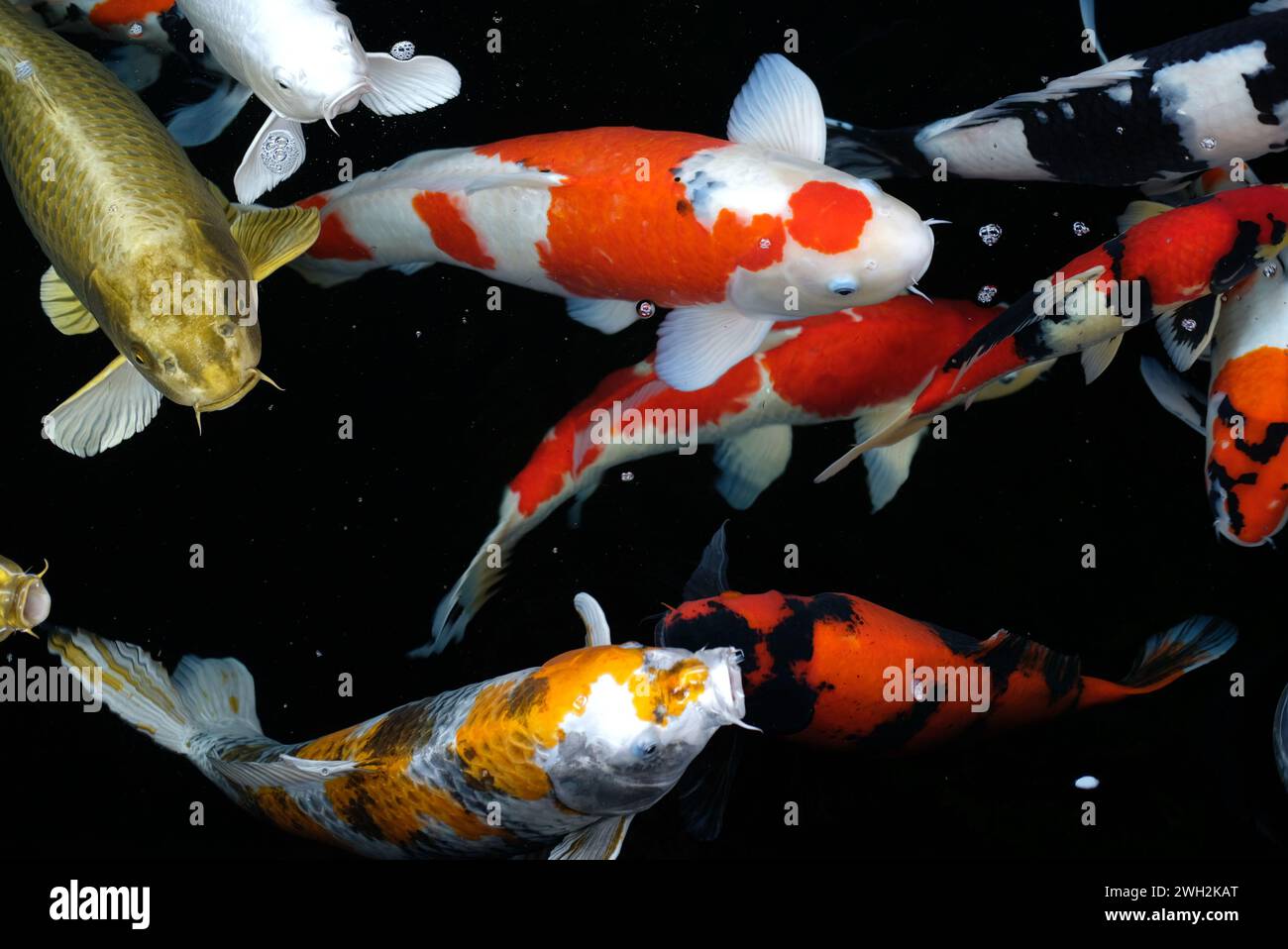 Vue supérieure de l'étang des carpes koï en natation Banque D'Images