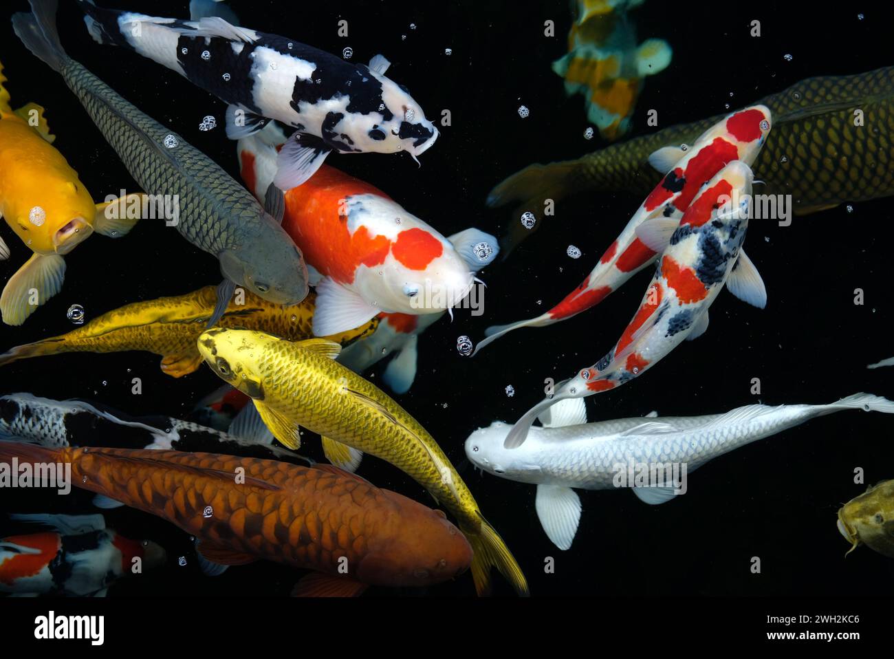 Vue supérieure de l'étang des carpes koï en natation Banque D'Images