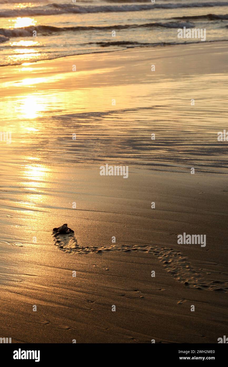 Tortue Ridley olive verte nouvellement éclos sur la plage de sable avec coucher de soleil et pistes, Quepos, Costa Rica Banque D'Images