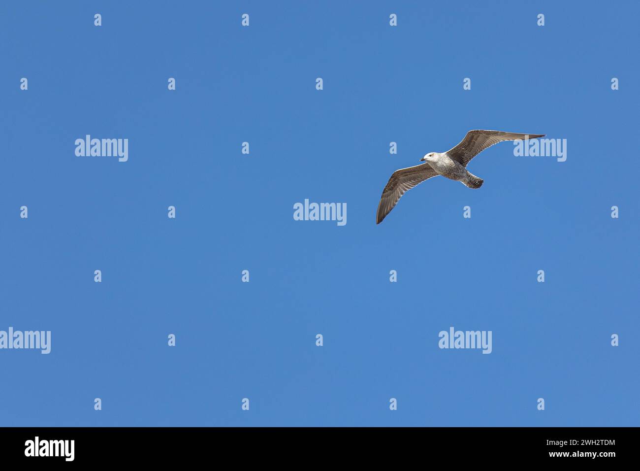 Une mouette en vol au soleil isolée sur fond bleu. Banque D'Images