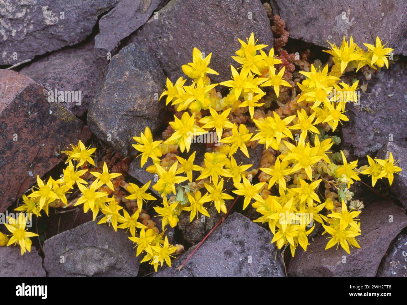 Mortier Stonecrop / Wallpepper (Sedum acre) poussant entre des roches meubles sur la rive, réserve naturelle locale de Spey Bay Scottish Wildlife Trust, Morayshire Banque D'Images