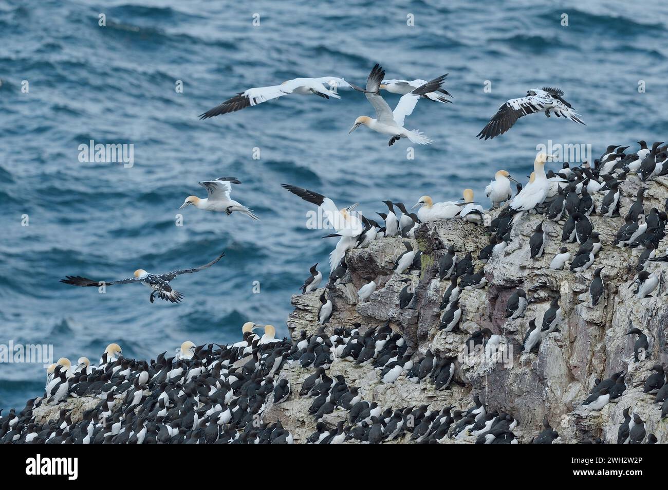Gannets (Morus bassana) prospectant des sites de nidification potentiels au sommet de la cheminée marine, entourés d'une colonie de reproduction de guillemots, St Abbs Head. Banque D'Images