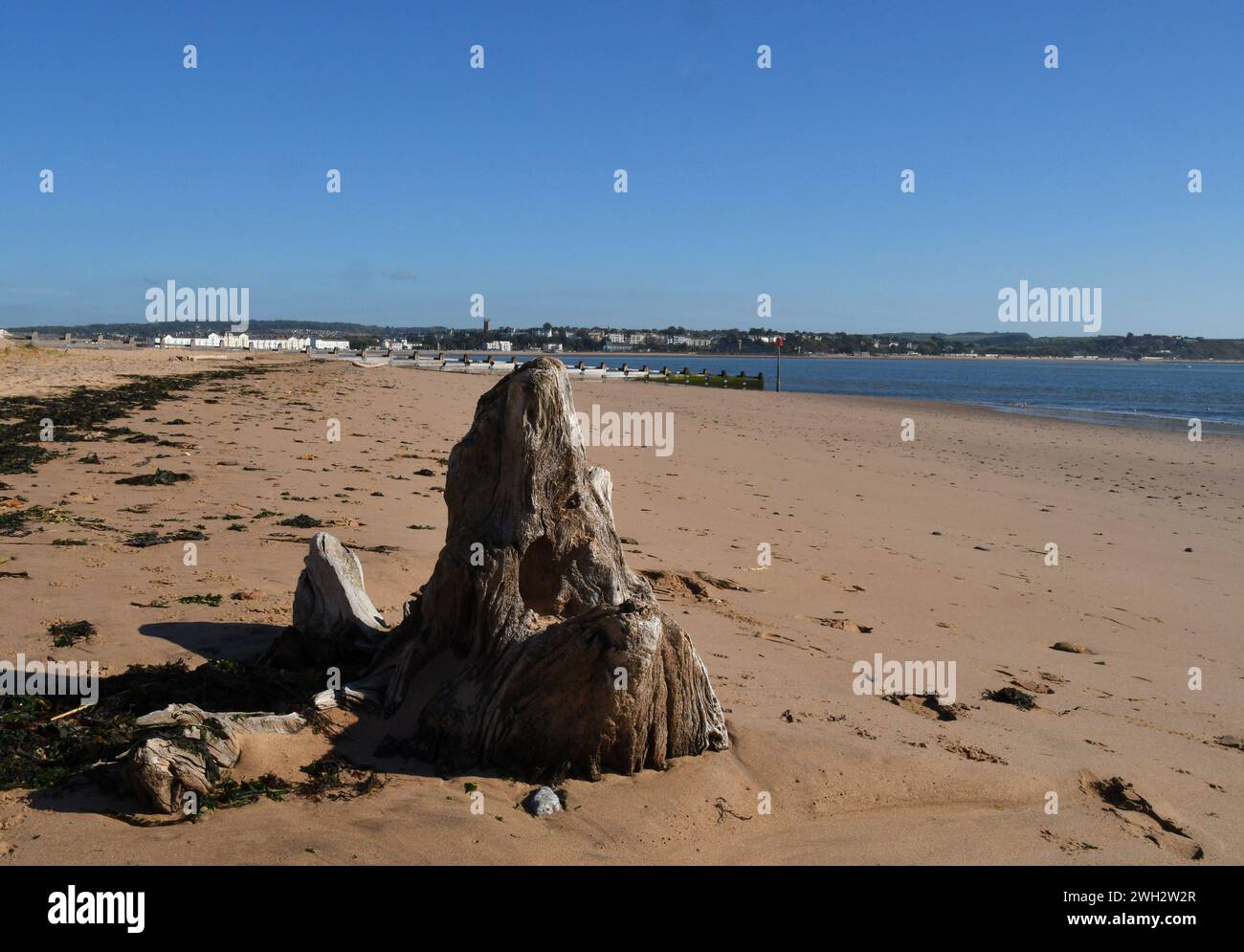 Le bois flotté sur la plage a été embéré dans la forme de sable.montagne créée par l'action de la mer et de sable.Dawlish Warren. Devon.UK Banque D'Images