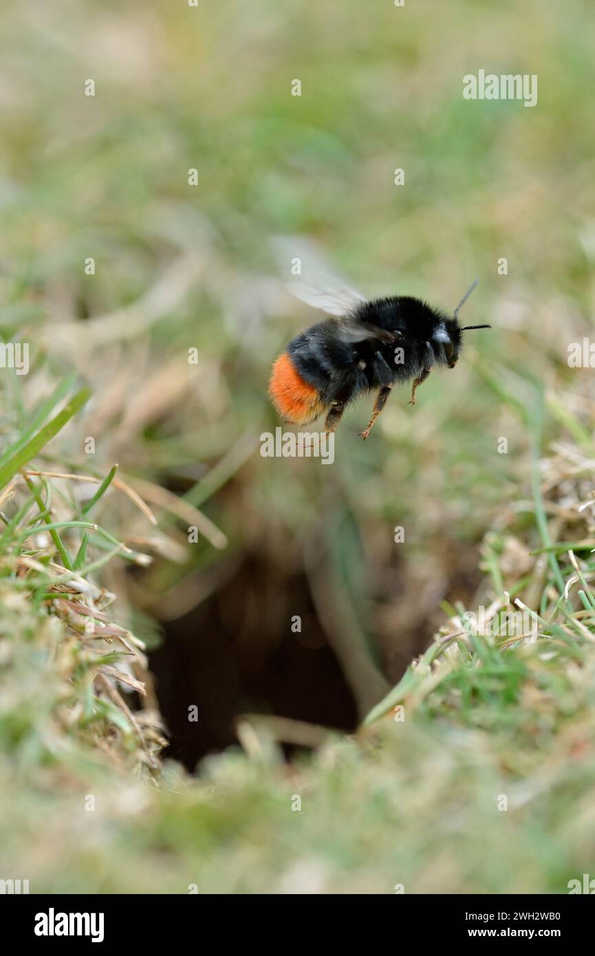 Bumblebee à queue rouge (Bombus lapidarius) planant au-dessus de l'entrée d'un nid souterrain dans la prairie naturelle naturelle de St Abbs Head National nature Reserve. Banque D'Images