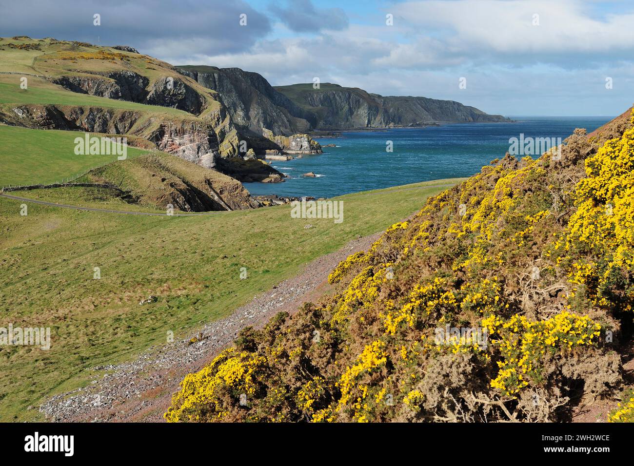 Réserve naturelle nationale de St Abbs Head, vue au nord-ouest sur la pente couverte de gorses en fleurs (Ulex europaeus) Berwickshire Banque D'Images