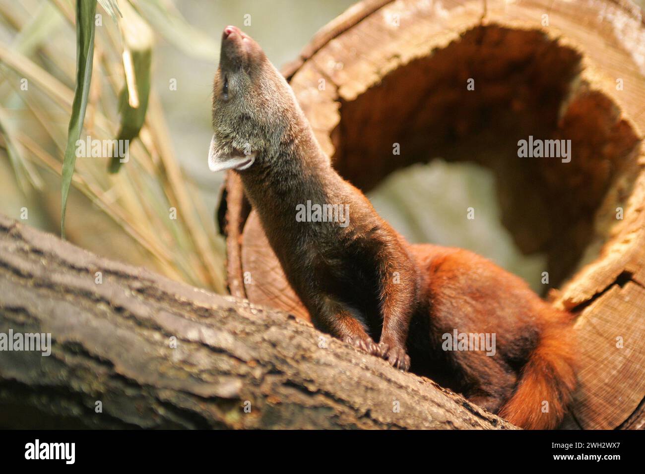 ein Ringelschwanzmungo im Saarbruecker Zoo Foto: Thomas Wieck V e R o e f e n t l i c h u n g n u m i t n a m e u n d H o n o R a R z a h l u n Banque D'Images