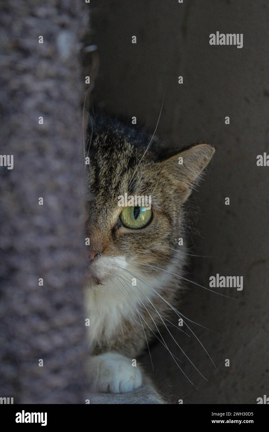 Chat d'abri Banque D'Images