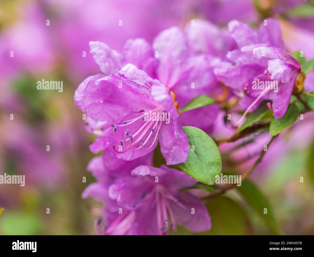 Fleurs roses de l'espace de copie de rhododendron sibérien. Rhododendron dauricum. Floraison printanière du rhododendron de l'Altaï. Plan rapproché de Rhododendron dauricu Banque D'Images