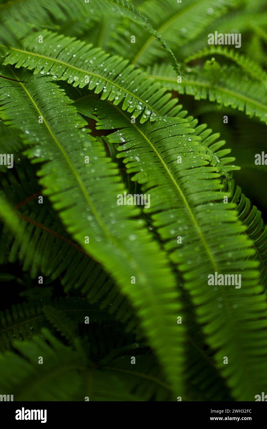 Gros plan des feuilles de fougère avec des gouttes de pluie sur eux Banque D'Images