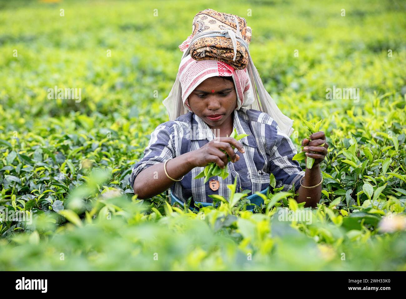 Femme locale travaillant dans une plantation de thé, son travail quotidien, cueillant des feuilles de thé dans une immense plantation de thé près de Dibrugarh dans l'Assam, en Inde Banque D'Images