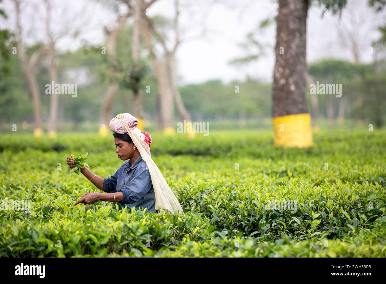 Femme locale travaillant dans une plantation de thé, son travail quotidien, cueillant des feuilles de thé dans une immense plantation de thé près de Dibrugarh dans l'Assam, en Inde Banque D'Images
