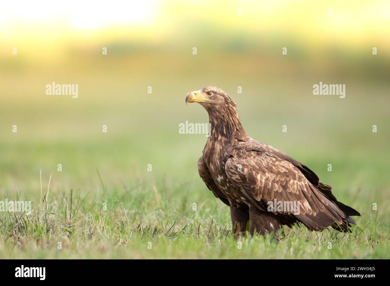 Oiseau de proie prédateur majestueux Aigle à queue blanche, Haliaeetus albicilla en Pologne nature sauvage Banque D'Images