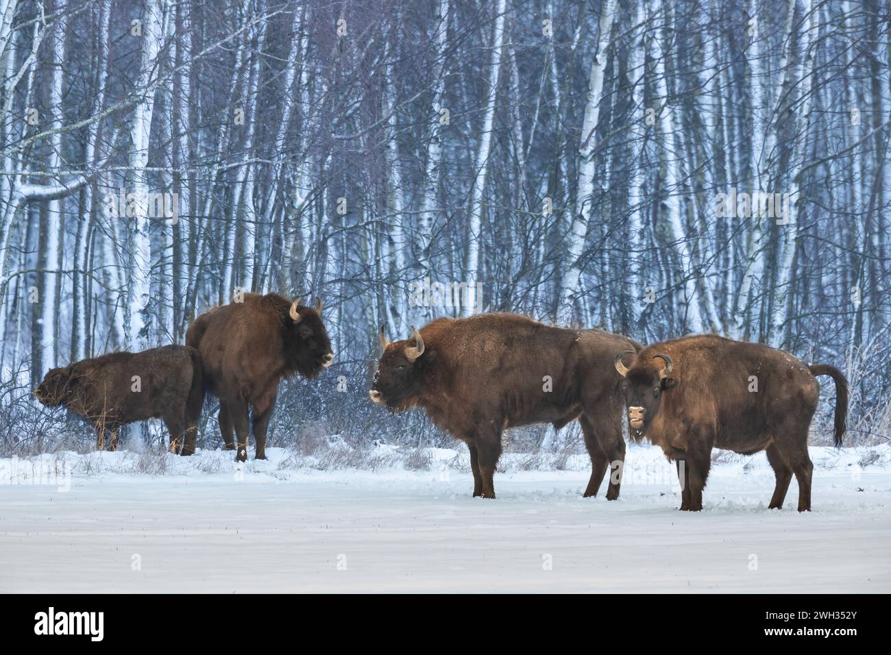 Mammifères nature sauvage bison européen Bison bonasus Wise debout sur le champ enneigé d'hiver partie nord-est de la Pologne, Europe forêt Knyszynska Banque D'Images