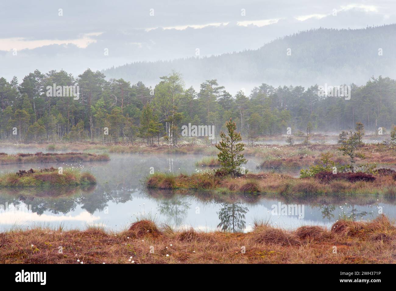 Étang dans la tourbière avec des pins écossais dans la brume matinale à Knuthöjdsmossen, réserve naturelle près de Hällefors, Örebro län, Västmanland, Suède Banque D'Images