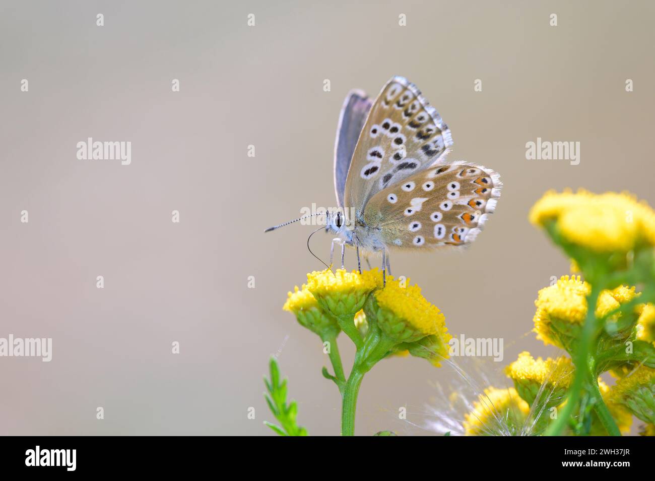 Le bleu cralkhill - Lysandra coridon - aspire le nectar avec son proboscis d'une fleur de tansy - Tanacetum vulgare Banque D'Images