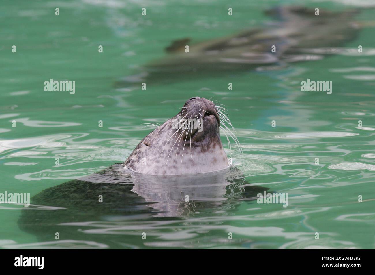 zwei Robben im Saarbruecker Zoo Foto : Thomas Wieck V e R o e f e n t l i c h u n g n u m i t N a m e u n d H o n o R a R z a h l u n g + B e l Banque D'Images