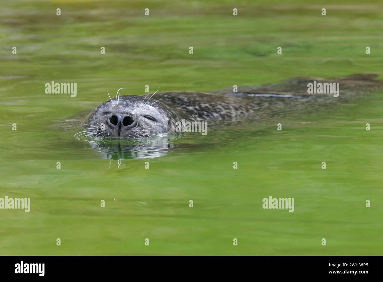 zwei Robben im Saarbruecker Zoo Foto : Thomas Wieck V e R o e f e n t l i c h u n g n u m i t N a m e u n d H o n o R a R z a h l u n g + B e l Banque D'Images