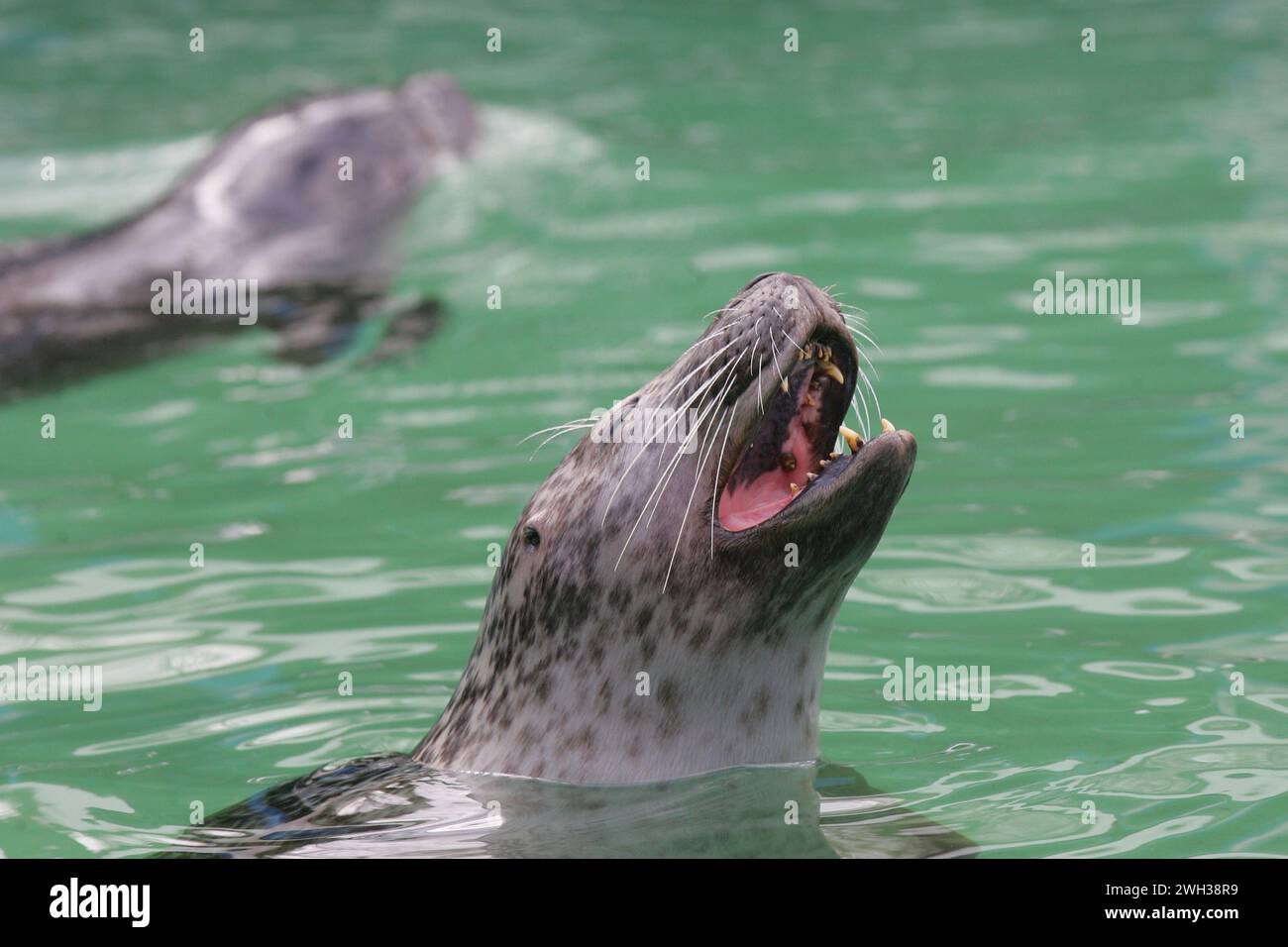 zwei Robben im Saarbruecker Zoo Foto : Thomas Wieck V e R o e f e n t l i c h u n g n u m i t N a m e u n d H o n o R a R z a h l u n g + B e l Banque D'Images