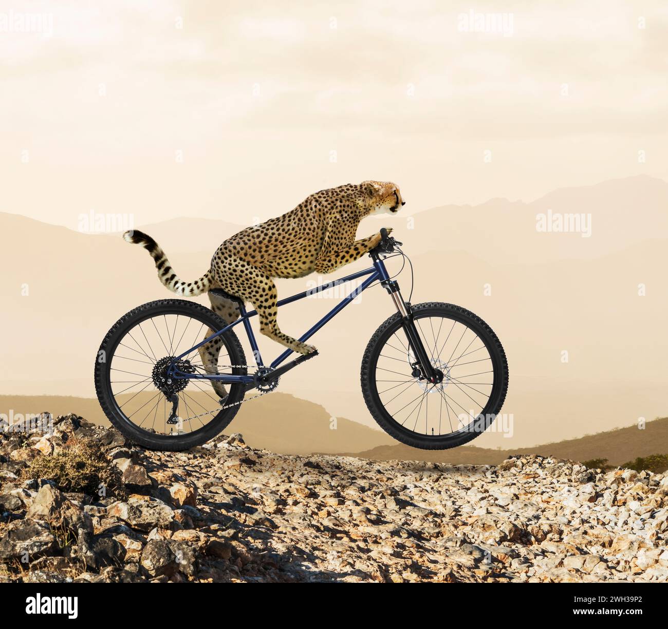 Un guépard démontre avec humour les concepts de vitesse, d'innovation et de technologie alors qu'il roule à vélo sur un terrain accidenté. Banque D'Images