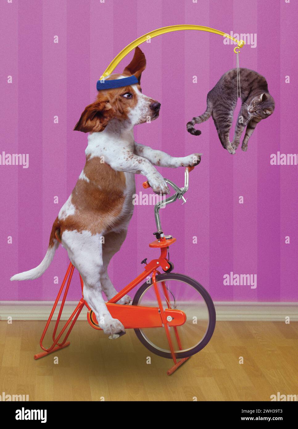 Un drôle Basset Hound pédale un vélo d'exercice stationnaire tandis qu'un chat est suspendu à une barre fixée à sa tête dans un regard humoristique sur la motivation et l'exercice. Banque D'Images