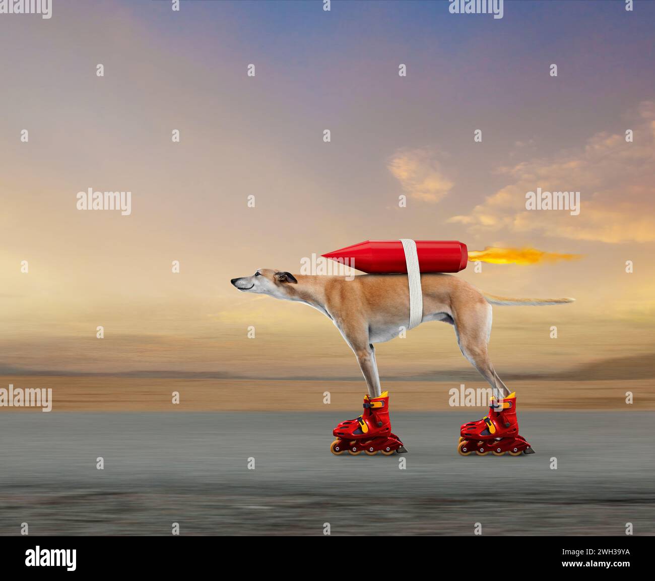 La vitesse, la technologie et l'innovation sont dans cette image d'un drôle de chien greyhound qui accélère sur une route sur des rollers et propulsé par une fusée. Banque D'Images