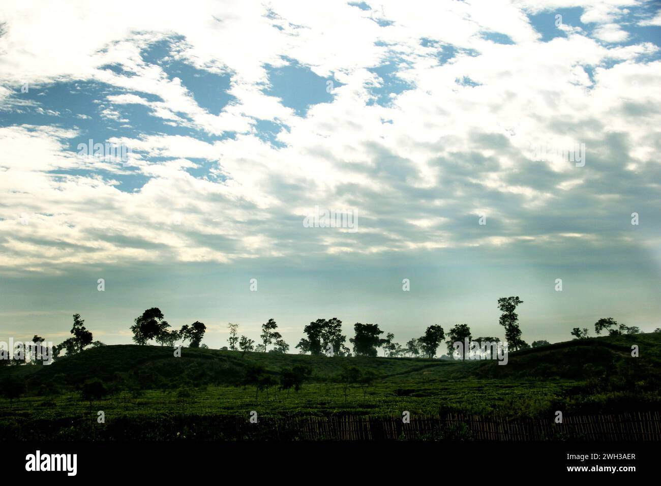 Plantation de thé dans un village rural au Bangladesh. Banque D'Images