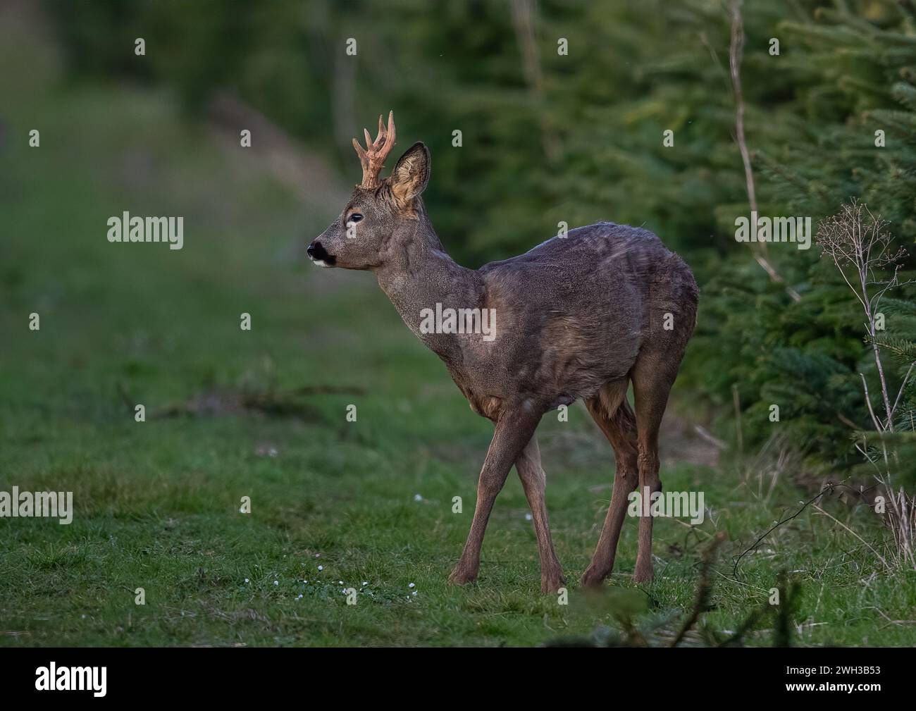 Un cerf rosé (Capreolus capreolus) avec des bois , montrant son nez noir dans une récolte d'arbres de Noël sur une ferme du Suffolk . ROYAUME-UNI. Banque D'Images