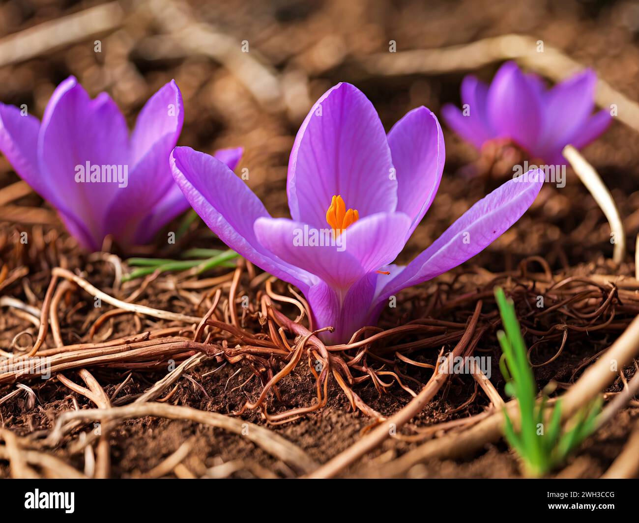 Délicates fleurs de crocus safran violettes. Illustration de Vecteur