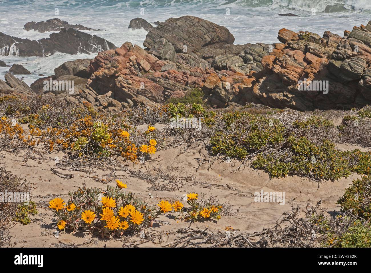 Fleurs sauvages de Namaqua 12282 Banque D'Images