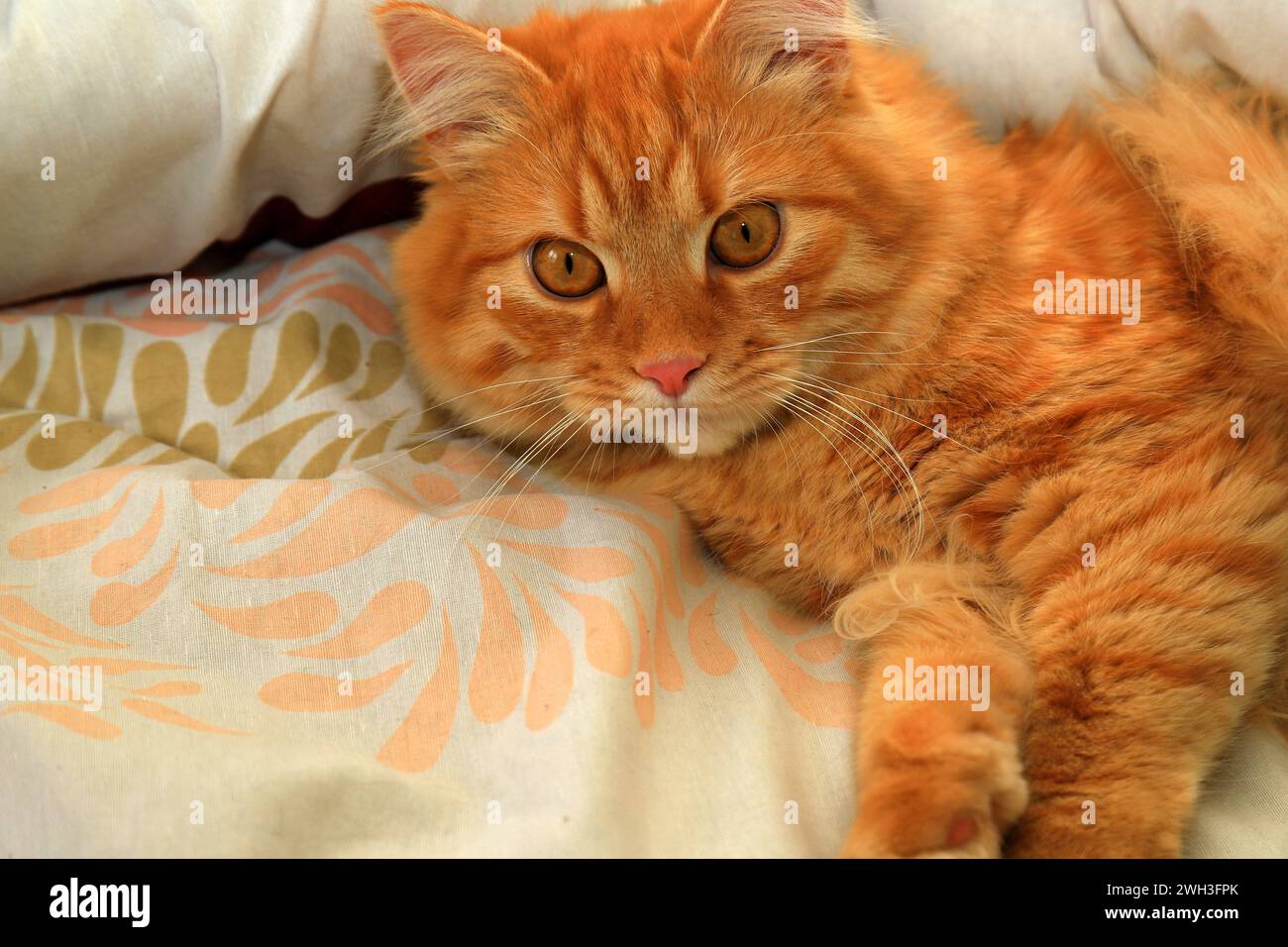 Un chat au gingembre effrayé repose sur une couverture colorée, les yeux grands ouverts. Gros plan sur un chat pelucheux rouge à poils longs. Banque D'Images