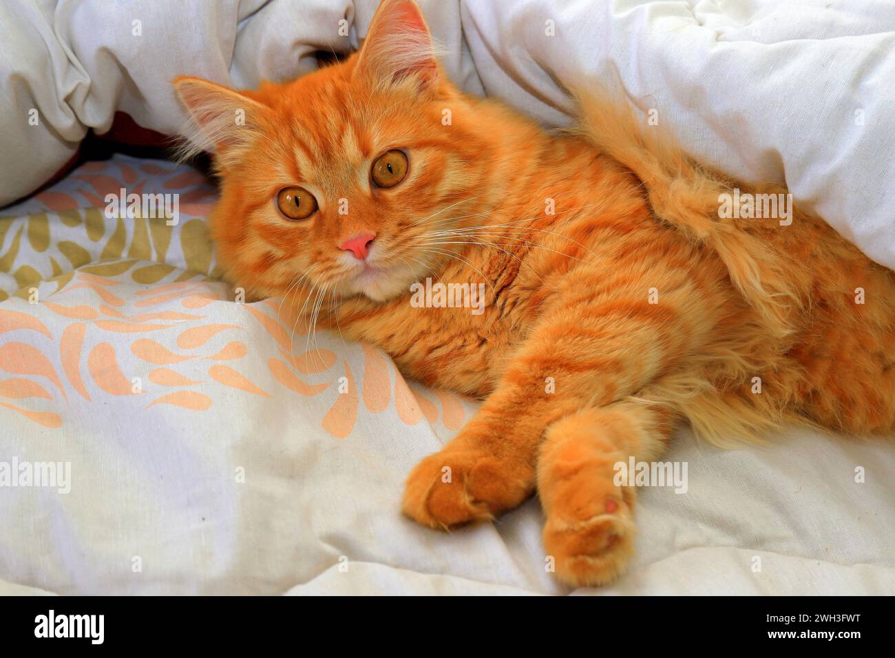Un chat au gingembre effrayé repose sur une couverture colorée, les yeux grands ouverts. Gros plan sur un chat pelucheux rouge à poils longs. Banque D'Images