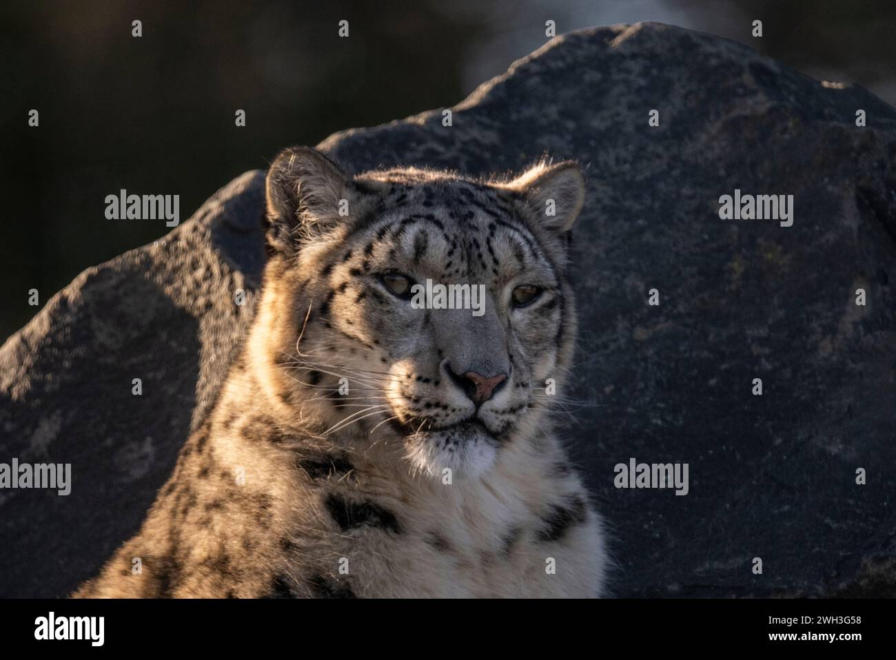 Northumberland Zoo , Northumberland, ANGLETERRE, Royaume-Uni Un léopard des neiges photographié au Northumberland Zoo. Photo Phil Wilkinson Banque D'Images