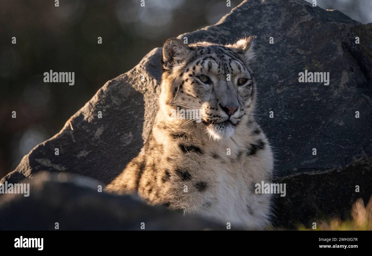 Northumberland Zoo , Northumberland, ANGLETERRE, Royaume-Uni Un léopard des neiges photographié au Northumberland Zoo. Photo Phil Wilkinson Banque D'Images