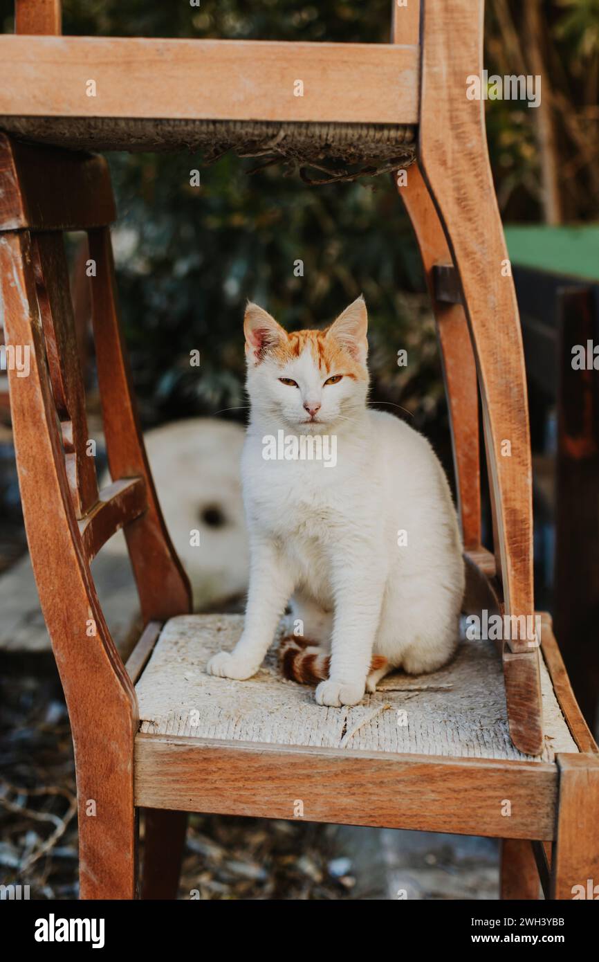 Mignon chat blanc et rouge dans une rue de la vieille ville de Budva, Monténégro. Portrait d'un chat de rue. Banque D'Images
