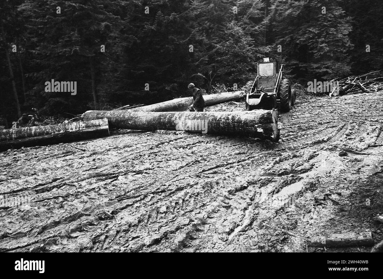 Comté de Vrancea, Roumanie, approx. 1995. Coupe d'arbres dans les montagnes. Banque D'Images