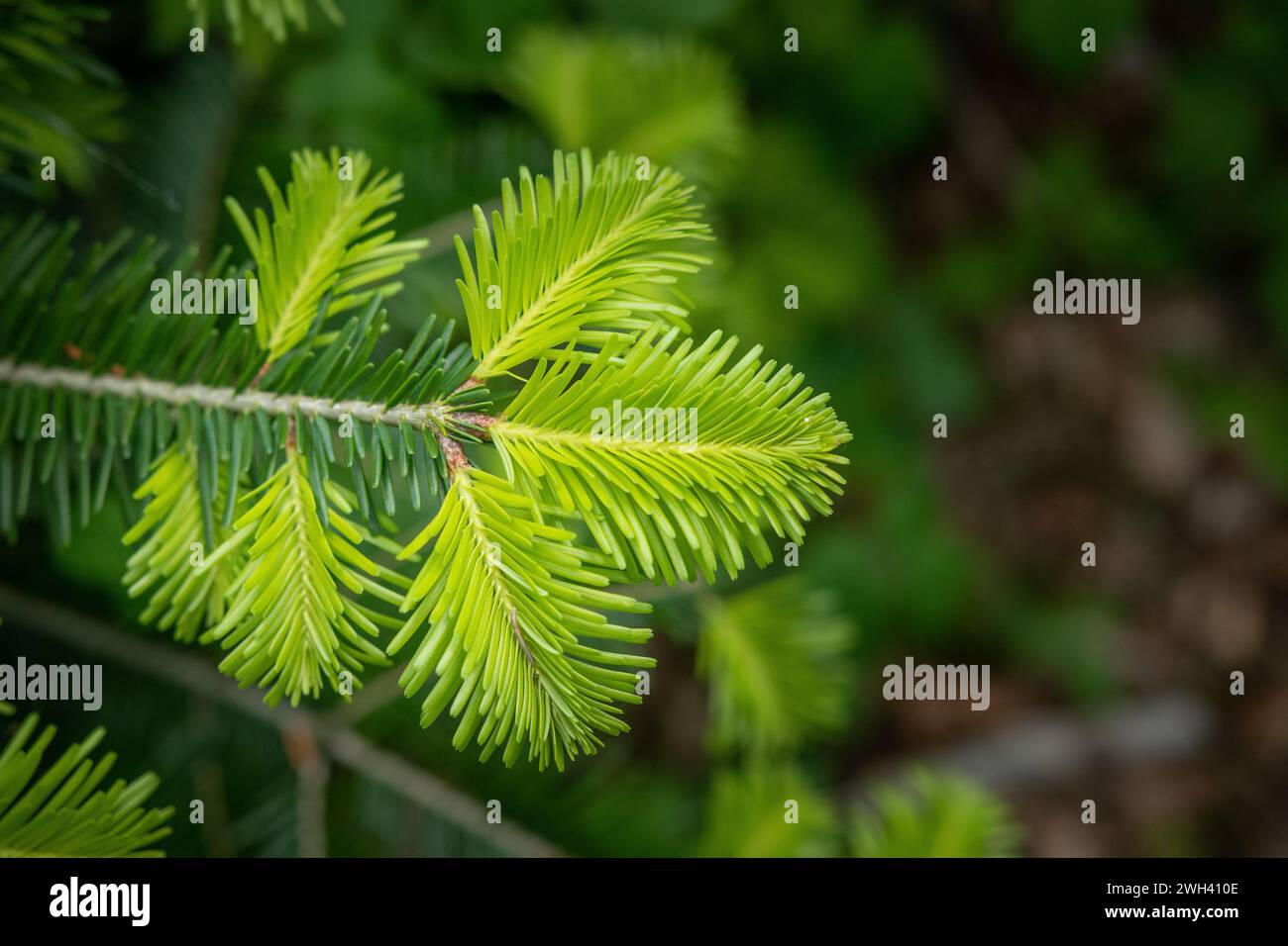 Une branche de sapin argenté (Abies alba) avec de jeunes pousses au début de la saison printanière. Banque D'Images