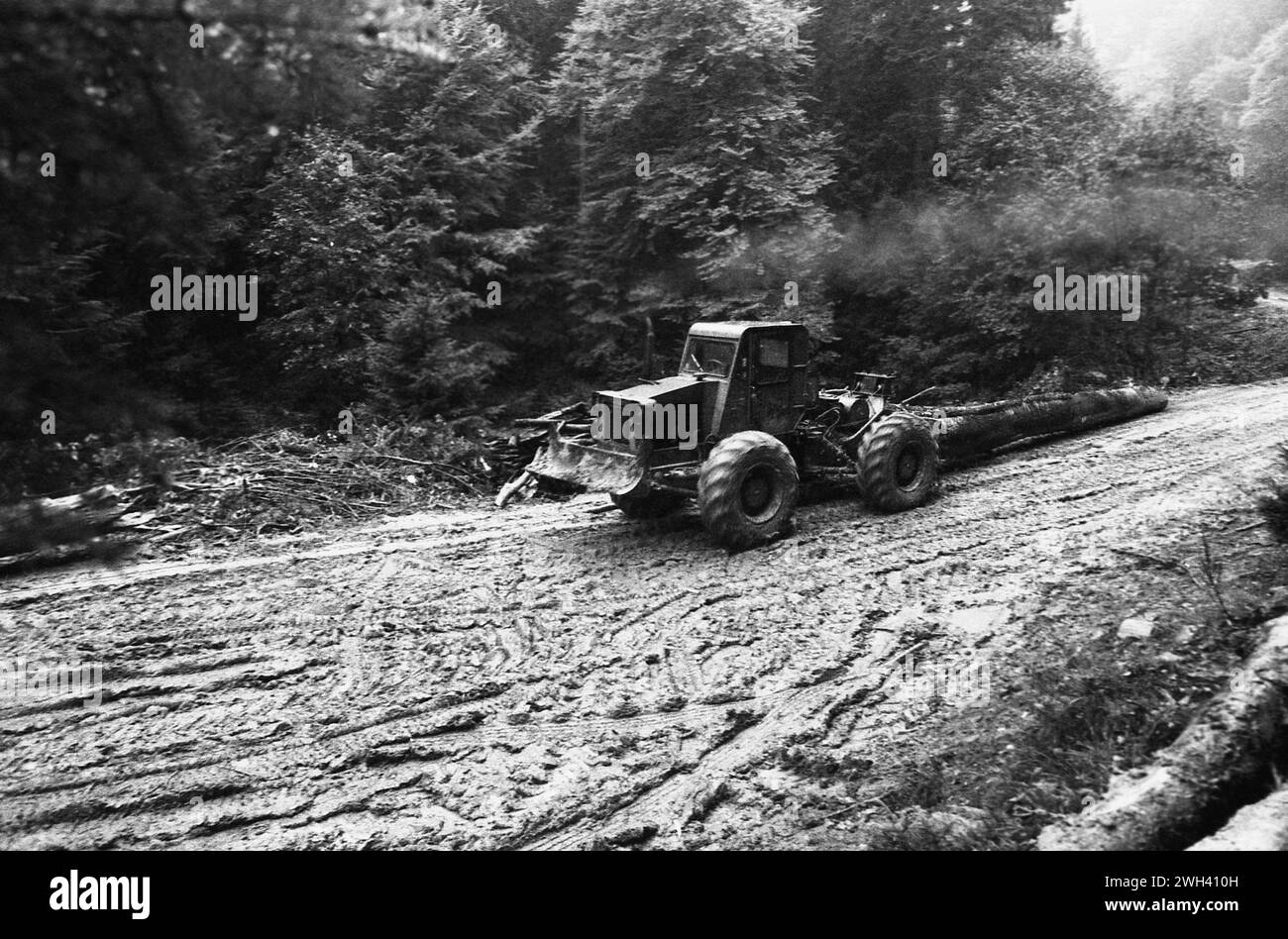 Comté de Vrancea, Roumanie, . Coupe d'arbres dans les montagnes. Banque D'Images