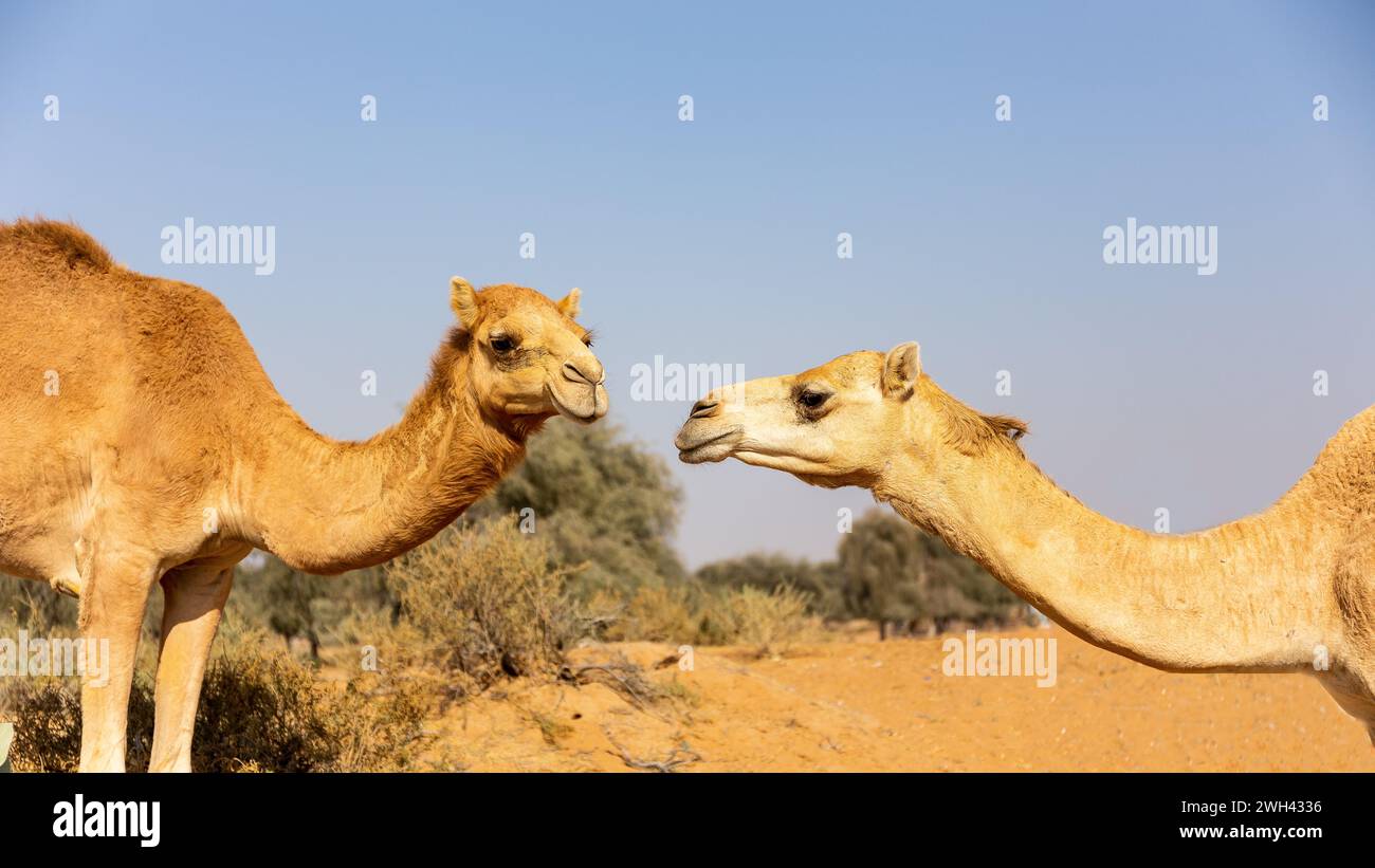 Deux chameaux dromadaires (Camelus dromedarius) dans une ferme désertique à Al Digdaga, avec des ghaf et des dunes de sable en arrière-plan, Émirats arabes Unis. Banque D'Images