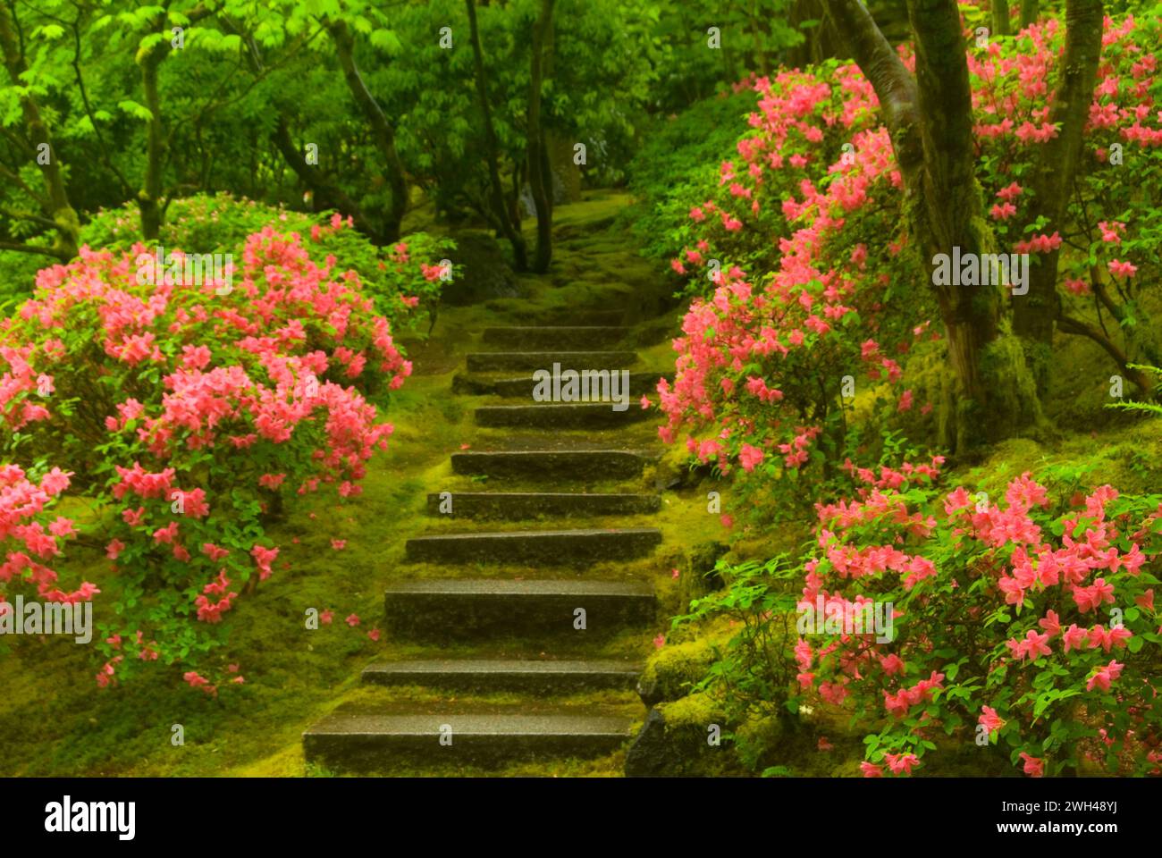 Escalier jardin naturel, le jardin japonais de Portland, Washington Park, Portland, Oregon Banque D'Images